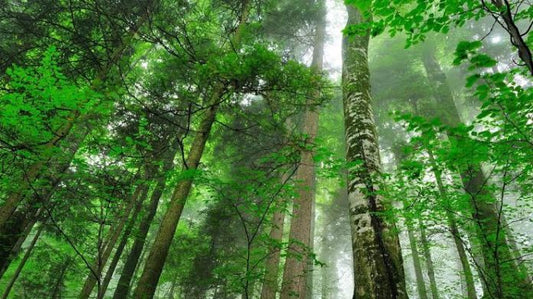 Punjab Govt to Establish 978-Acre Natural Forest in Lahore